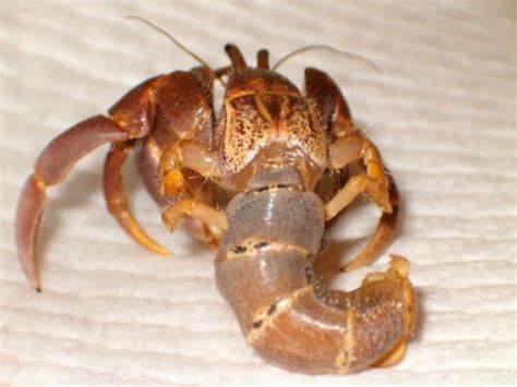 You find a hermit crab! Coenobita brevimanus - Coenobita Species