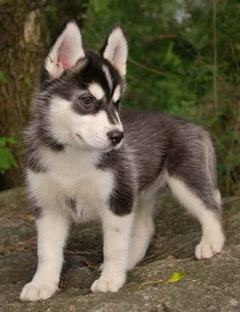 You will find siberian husky dogs for adoption and puppies for sale under the listings here. Where Can You Adopt A Miniature Husky? | PETSIDI