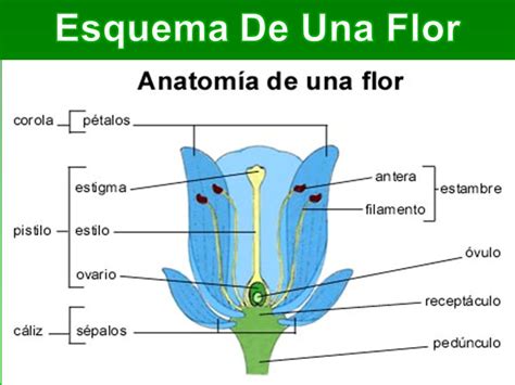 Partes De Una Flor Web Del Maestro Partes De La Flor 723