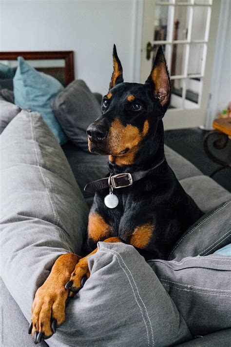 Doberman Pinscher Sitting On The Back Of A Couch By Stocksy