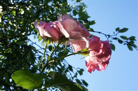 Roses Pink Garden Free Photo On Pixabay
