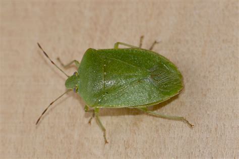 La Punaise Verte Ponctuée Quel Est Cet Animal