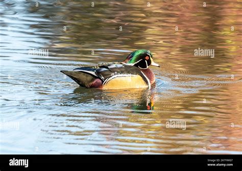 Wood Duck Aix Sponsa Inglewood Bird Sanctuary Calgary Alberta