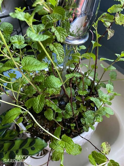 How To Grow Mint Indoors 3 Growing Methods For Year Round Harvests