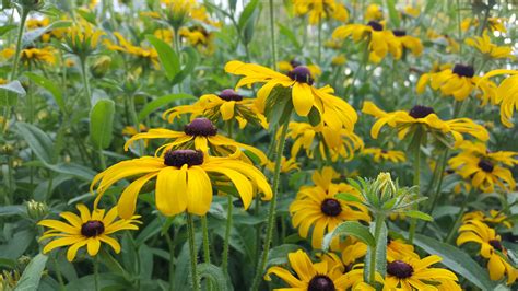 Free Images Field Meadow Prairie Flower Botany Yellow Garden