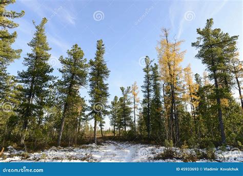 Forest Landscape In Autumn In The Russian Taiga Stock Photo Image