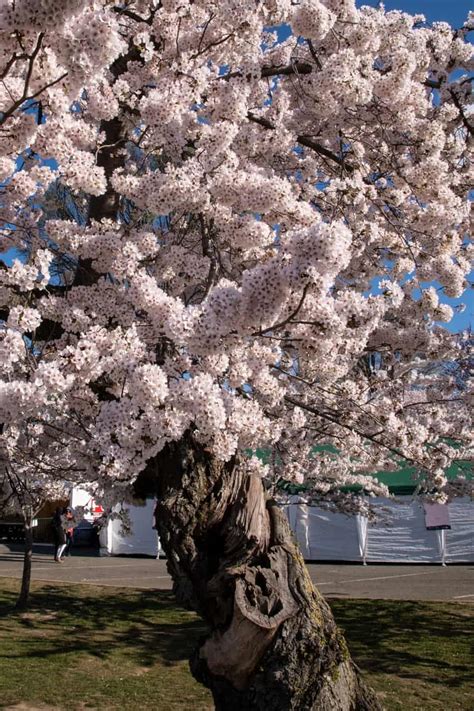 10 Magnificent Flowering Trees For Maine Progardentips