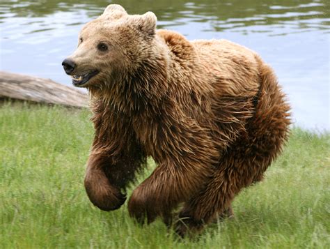 File:Brown bear (Ursus arctos arctos) running.jpg - Wikimedia Commons