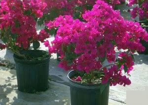 If you've ever enjoyed a holiday on. Miami Tropical Plants - Tropical Plant Company in Miami