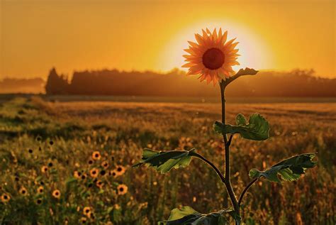 Sun Flower Syzygy Lone Sunflower With Sun On Nd Roadside Photograph
