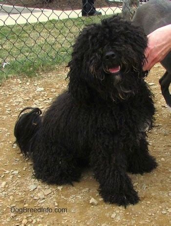 bichpoo dog breed information  pictures