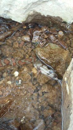 Cactus hill is an archaeological site in southeastern virginia, united states, located on sand dunes cactus hill may be one of the oldest archaeological sites in the americas. Paleo-Indians may have walked from the Shenandoah River to ...