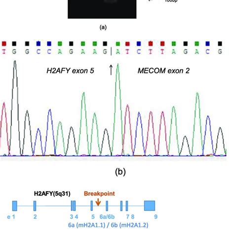 A Identification Of The H2afy Mecom Fusion Transcripts By Reverse