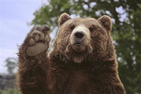 26 Best Bears Waving At You Images On Pinterest Bears Bear And Brown