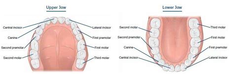 Five Types Of Human Teeth And Their Function Aci Nj