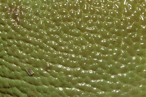 Skin Of A Australian Green Tree Frog Litoria Caerulea D Flickr