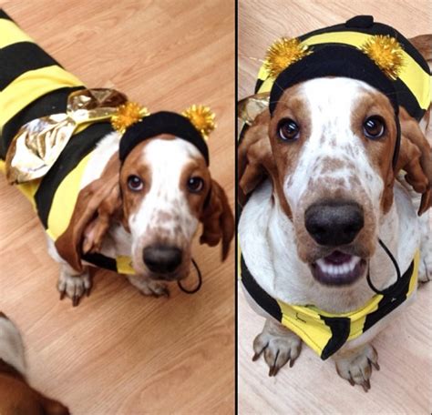 40 Funny Basset Hounds In Halloween Costumes Page 12 The Paws