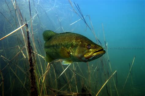 Largemouth Bass Underwater Photography Largemouth Bass