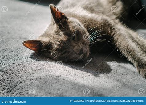 Gray Cat Sleeping On The Bed Sunlight Stock Photo Image Of British