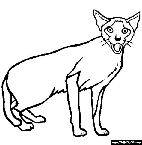 Download Siamese Cat coloring for free - Designlooter 2020 👨‍🎨