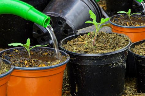 5 Tips For Growing Tomatoes In Containers
