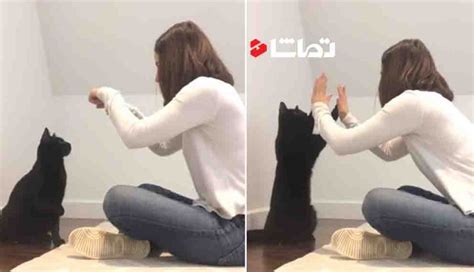 چگونه گربه را تربیت کنیم بامزه ترین ها تماشا