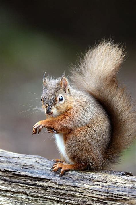 Red Squirrel Photograph By Colin Varndellscience Photo Library Pixels