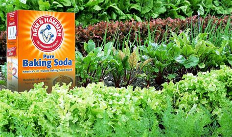 10 Ways To Use Baking Soda In Gardens Using Baking Soda For Plants