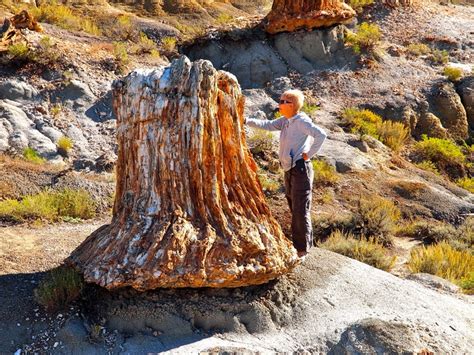 Petrified Stumpmustve Been A Huge Tree National Parks American