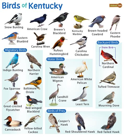 List Of Common Birds Found In Kentucky Facts With Pictures