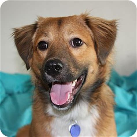 See pictures of australian shepherd husky mixes from around the world! Buckley | Adopted Puppy | Delano, MN | Sheltie, Shetland ...