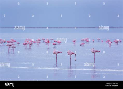Flamingos Salinas Walvis Bay Namibia Africa Stock Photo Alamy
