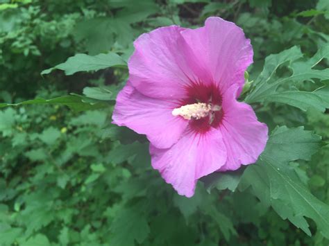 Is Rose Of Sharon Edible