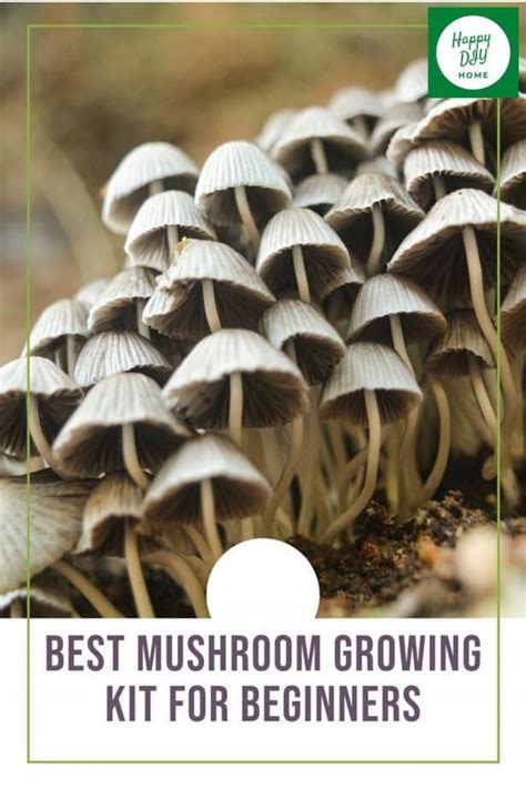 Best Mushroom Growing Kit For Beginners Happy Diy Home