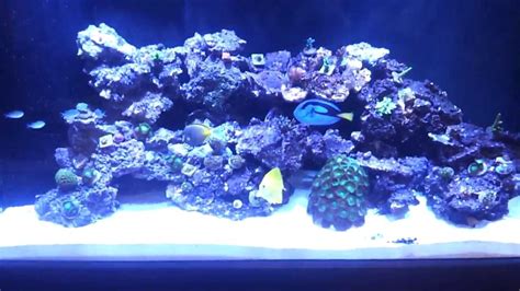 90 Gallon Reef Build Aquascape Update 9 Youtube