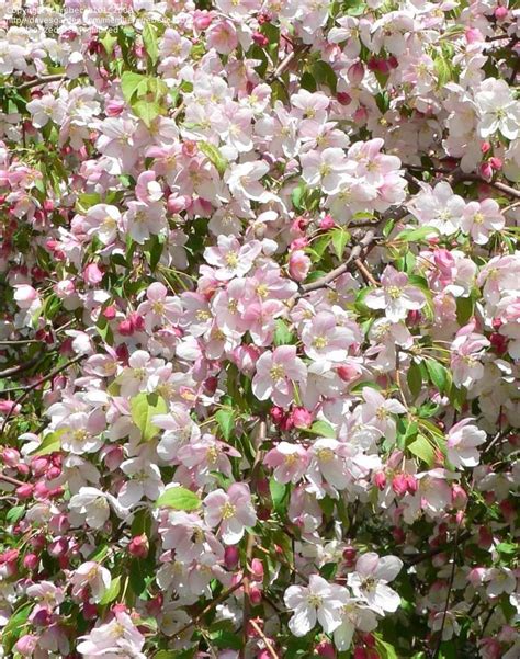 Plantfiles Pictures Malus Flowering Crabapple Red Jade Malus By