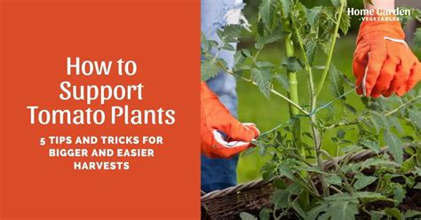 How To Support Tomato Plants 5 Tips And Tricks For Bigger And Easier
