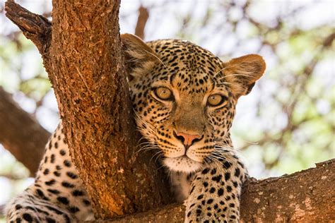 Searching For East Africas Most Elusive Animals Goway
