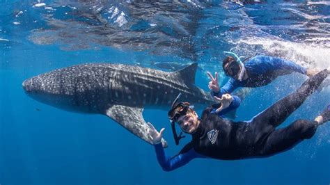Swim With Whale Sharks Full Day Snorkel Tour Ningaloo Reef Adrenaline
