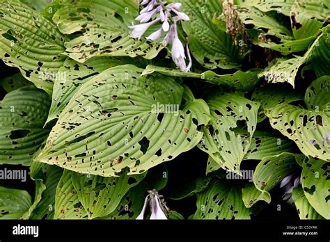 Hosta Leaves Holes Hi Res Stock Photography And Images Alamy