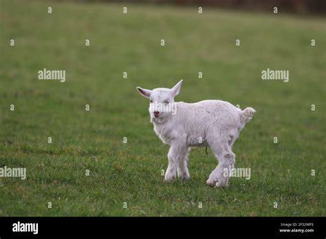 Gentle Goat Hi Res Stock Photography And Images Alamy