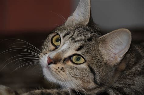 Selective Focus Photography Of Brown Tabby Cat Free Image Peakpx