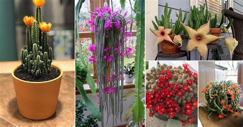39 Best Flowering Cactus Plants Balcony Garden Web