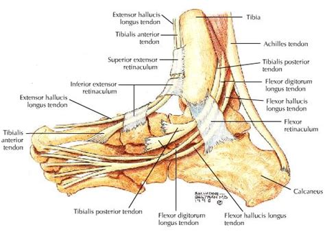 Its tendon sheath may communicate with the posterior ankle joint capsule. Tarsal tunnel syndrome - Musculoskeletal Medicine for Medical Students - OrthopaedicsOne
