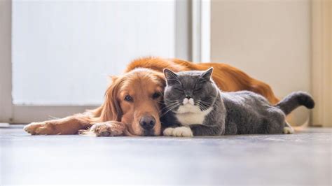 Las Mascotas Son Parte De La Familia Y Contribuyen A Nuestra Felicidad