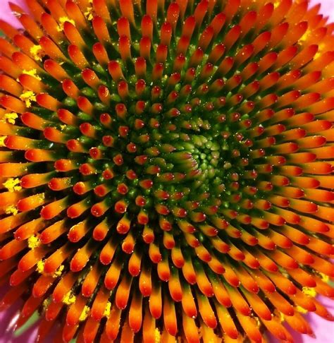 Echinacea Fractals In Nature Geometry In Nature Spirals In Nature