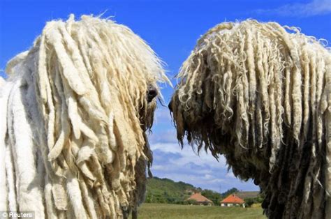 Komondor: Cute pictures of Hungarian sheep dogs whose coats look like