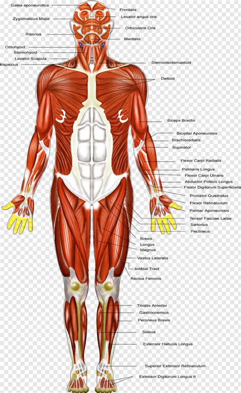 Labelled Muscular System Front And Back Human Muscular System Labeled