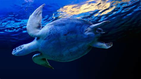 46 Sea Turtles Desktop Wallpaper On Wallpapersafari