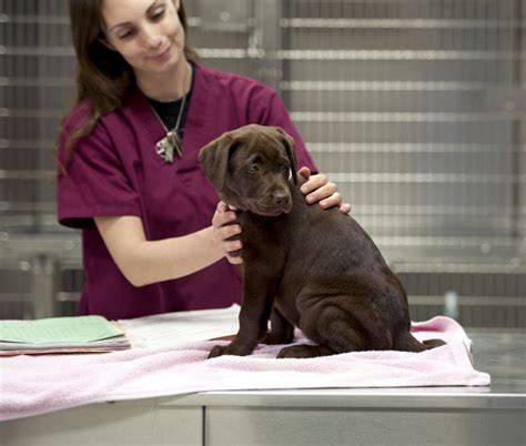 What Does A Black Lump On A Dogs Skin Mean Petplace